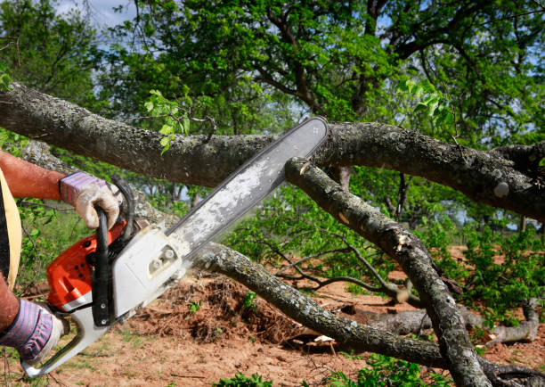 Best Fruit Tree Pruning  in Decherd, TN